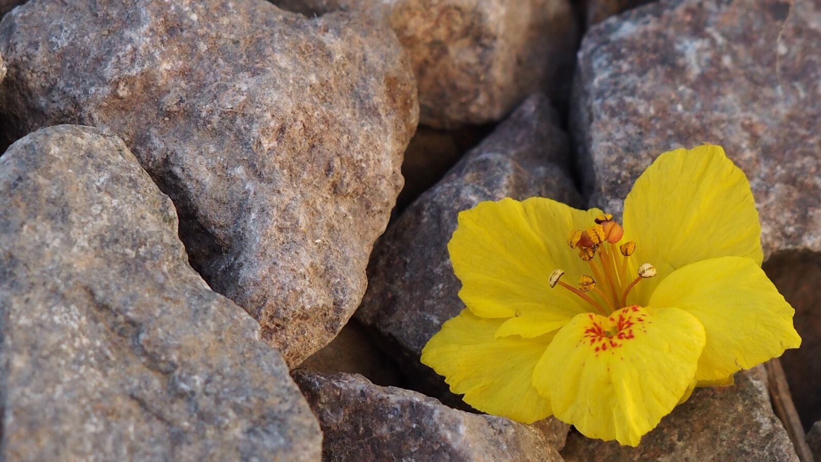 Olympus PEN E-PM2 sample photo. Yellow flower, rocks, plant photography