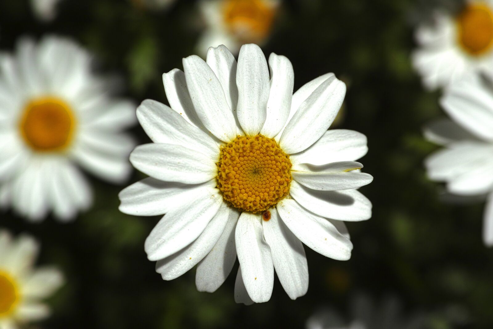 Sigma DP3 Merrill sample photo. Daisy, white, nature photography