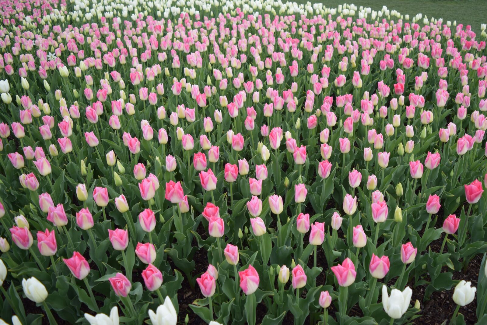 Nikon D3300 sample photo. Pink tulips, may flowers photography