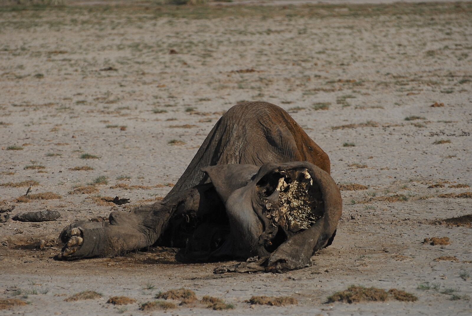 Nikon D200 sample photo. Elephant, dead, skeleton photography