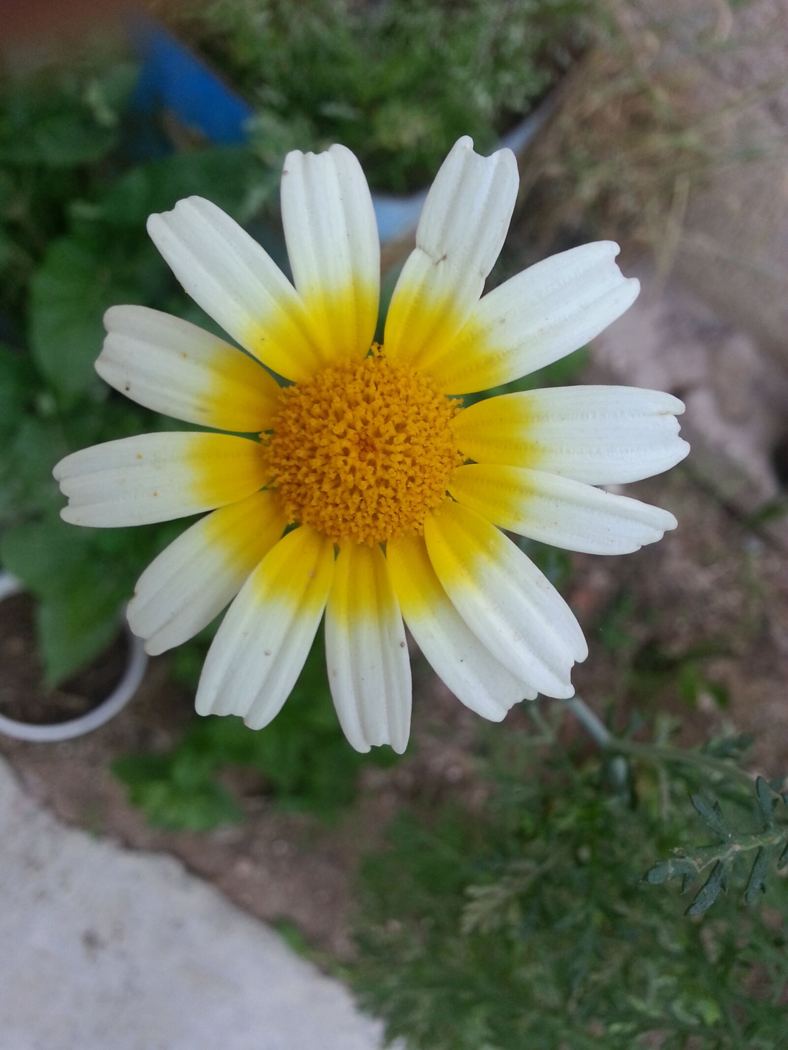 Samsung Galaxy S3 sample photo