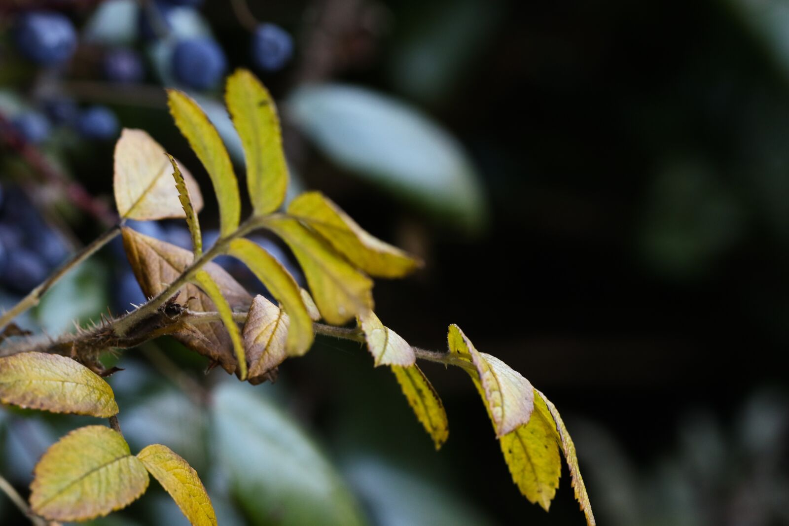 Canon EOS 7D Mark II sample photo. Autumn, growth, plant photography