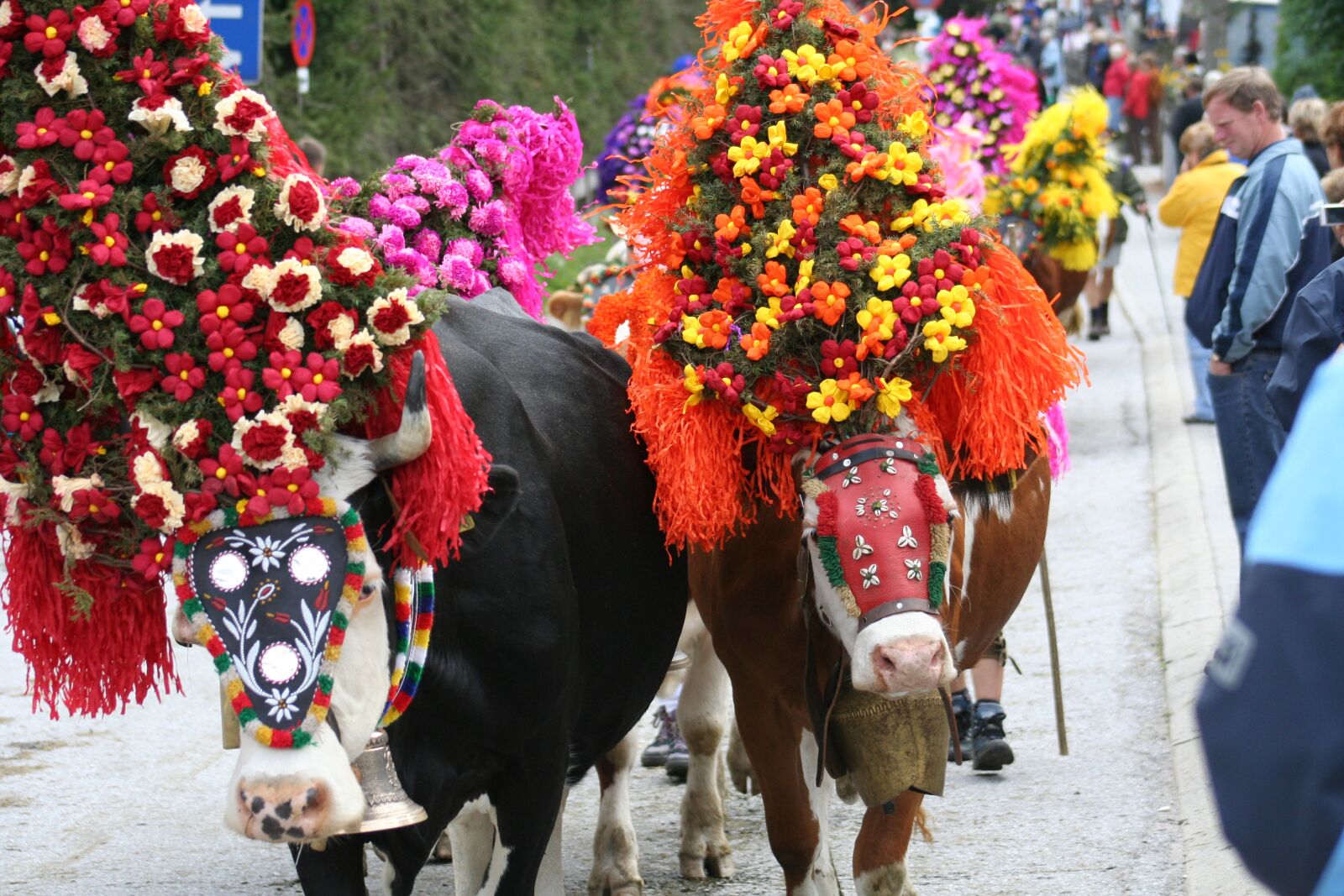Canon EOS 350D (EOS Digital Rebel XT / EOS Kiss Digital N) sample photo. Cow, almabtrieb, tradition photography
