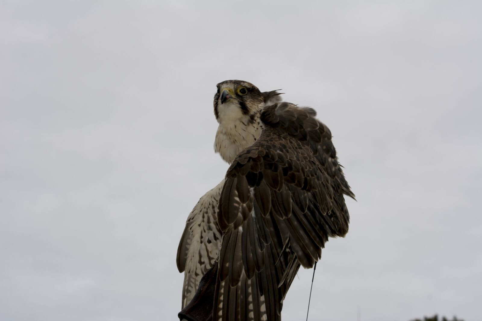 Nikon D7100 sample photo. Peregrine, falcon, bird of photography