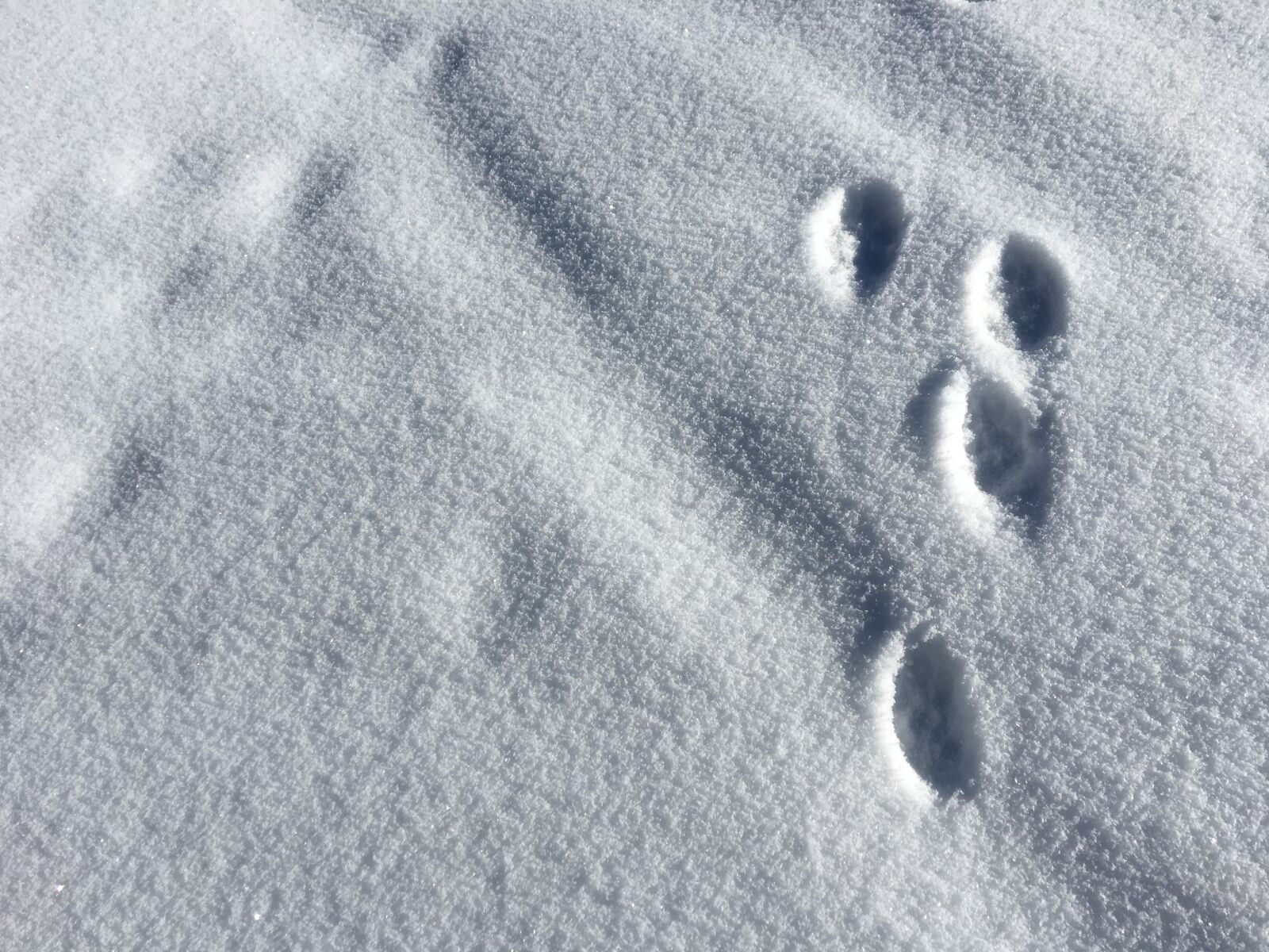 Apple iPhone 6s sample photo. Footprints, paws, snow, track photography
