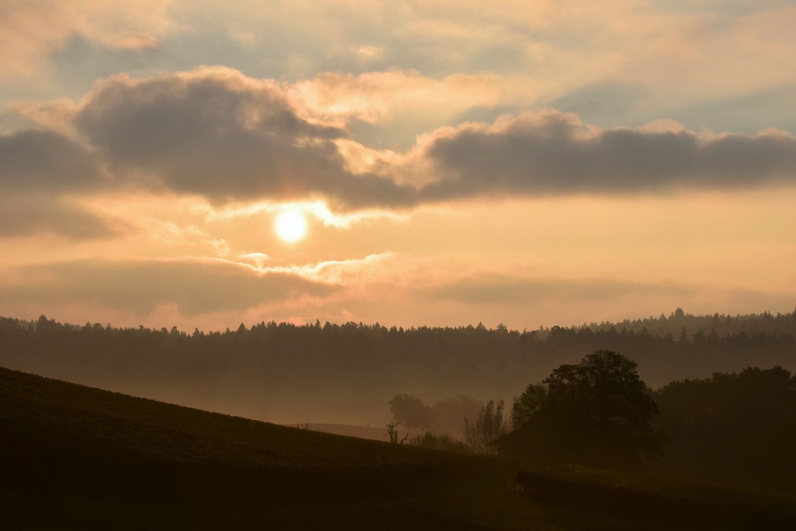 Nikon D5500 sample photo. Sunrise, morgenstimmung, fog photography