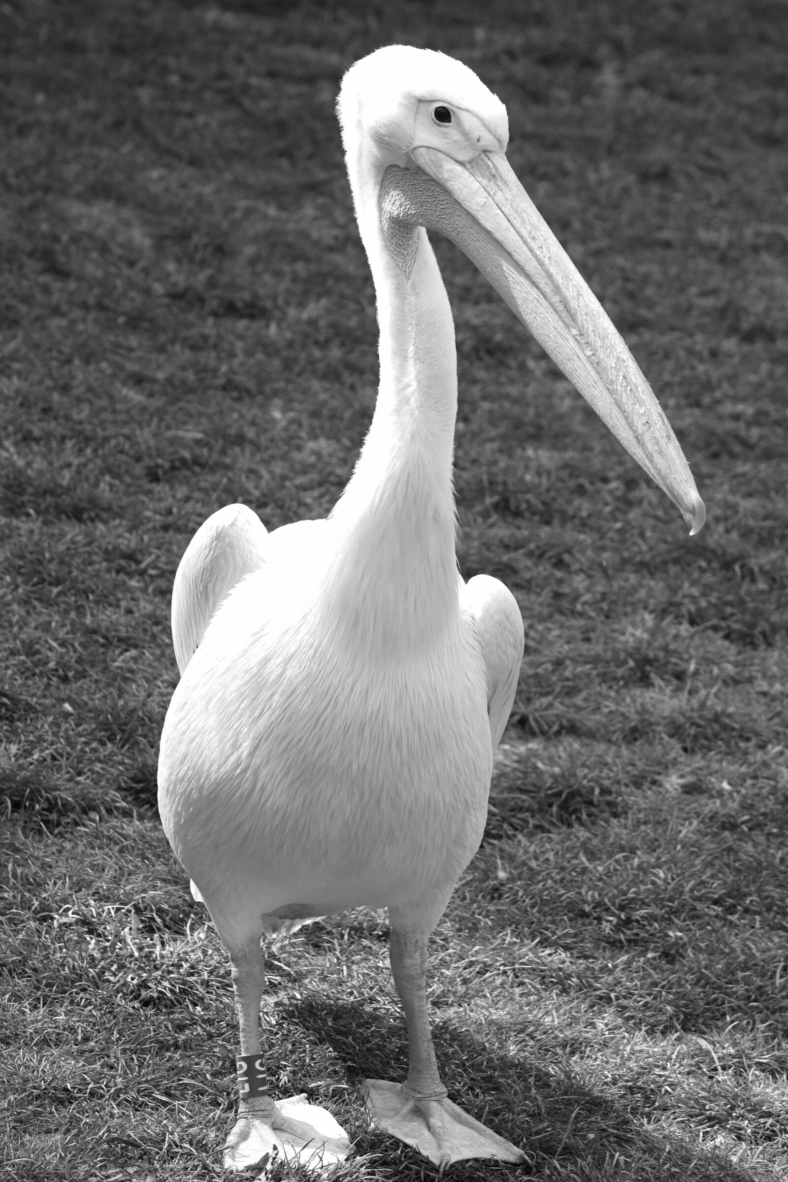 Nikon D7200 sample photo. Pelican, bird, animal photography
