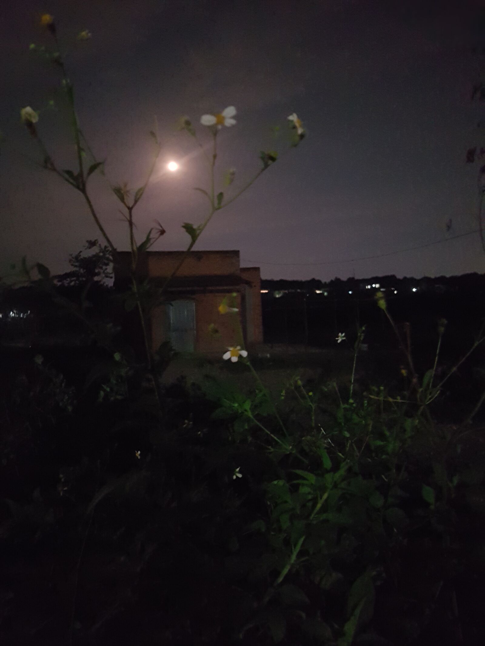 Samsung Galaxy S7 Edge sample photo. Night, moon, flowers photography