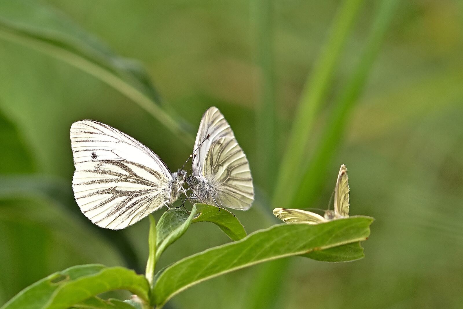Nikon D5200 sample photo. Green-veined white, butterflies, insects photography
