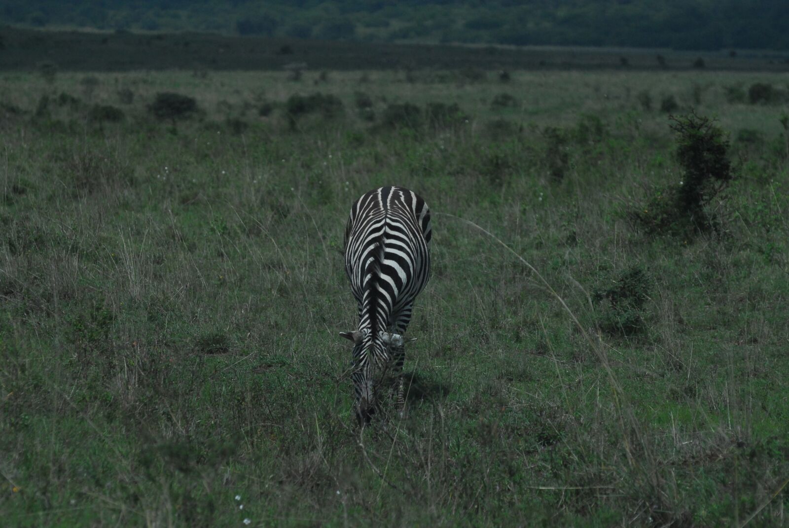 Nikon D200 sample photo. Zebra, safari, africa photography