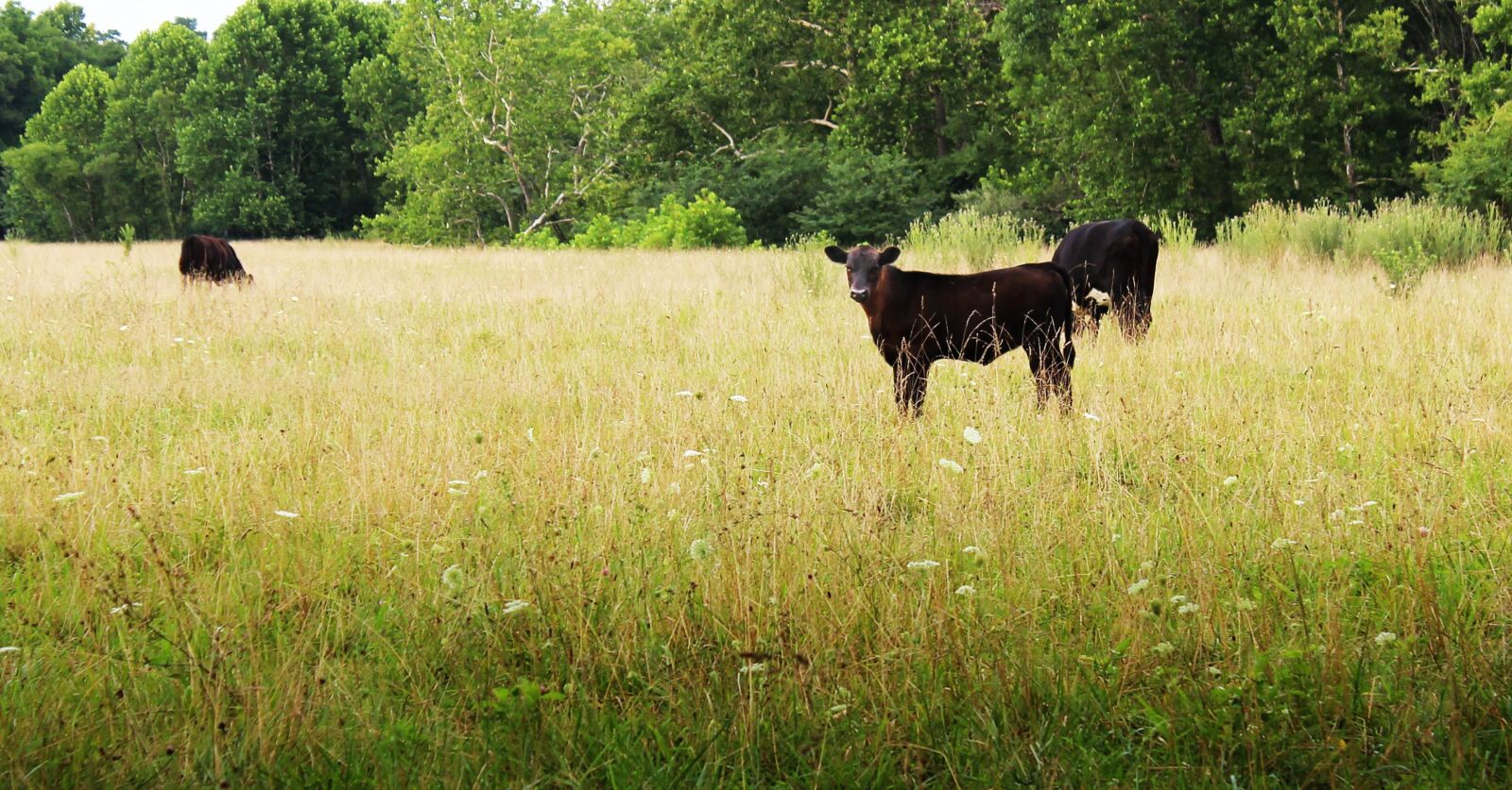 Canon EOS 600D (Rebel EOS T3i / EOS Kiss X5) sample photo. Shenandoah valley, virginia, black photography
