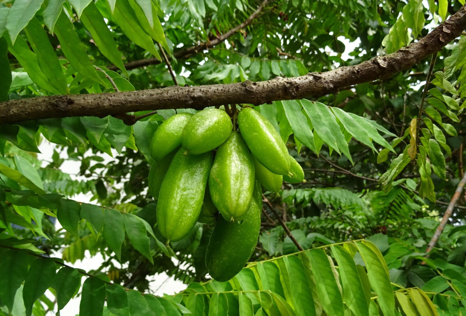 Sony DSC-HX60V sample photo. Bilimbi, fruit, averrhoa bilimbi photography