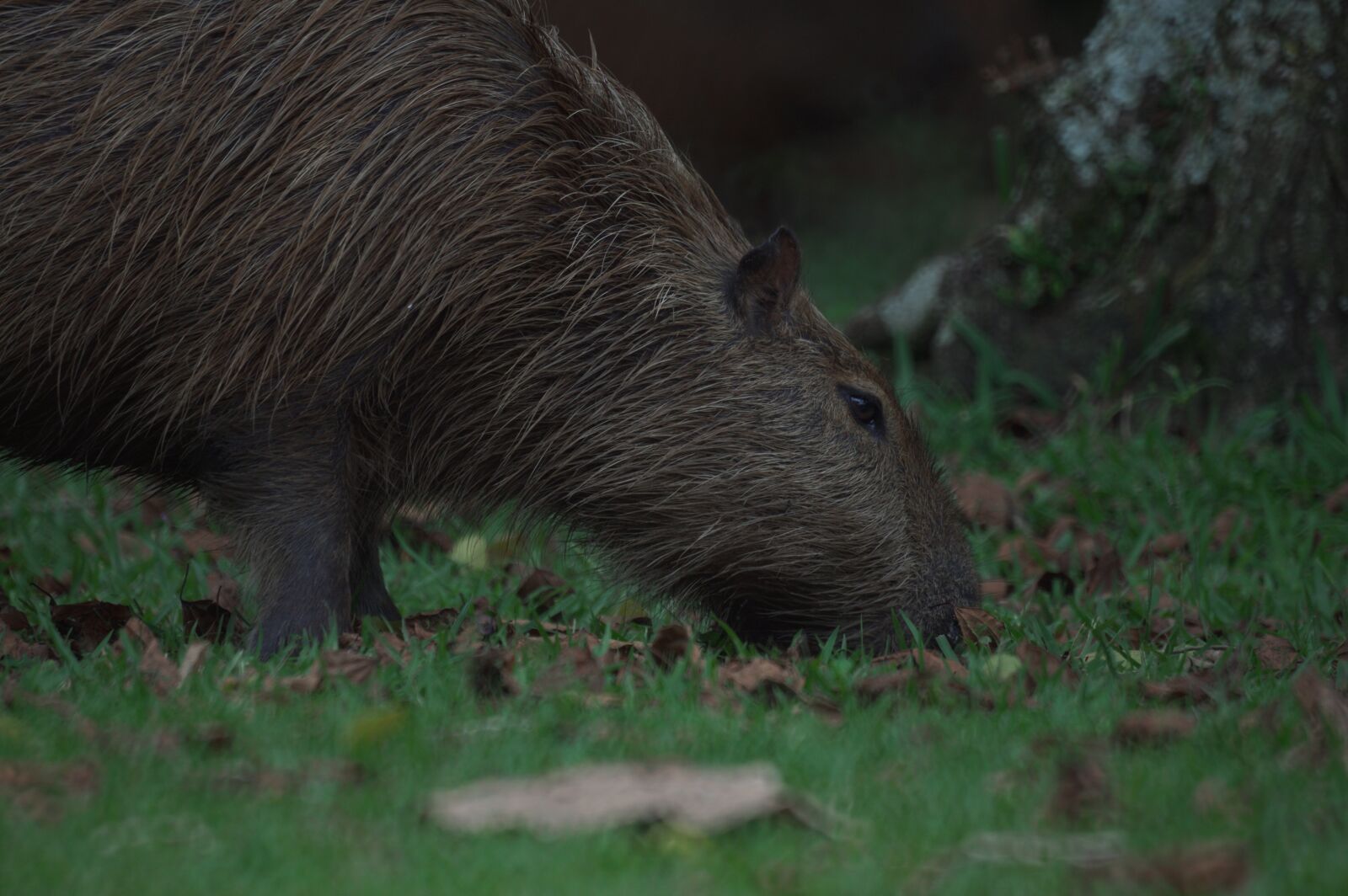 Sony 500mm F8 Reflex sample photo. Capybara, animals, brazil photography