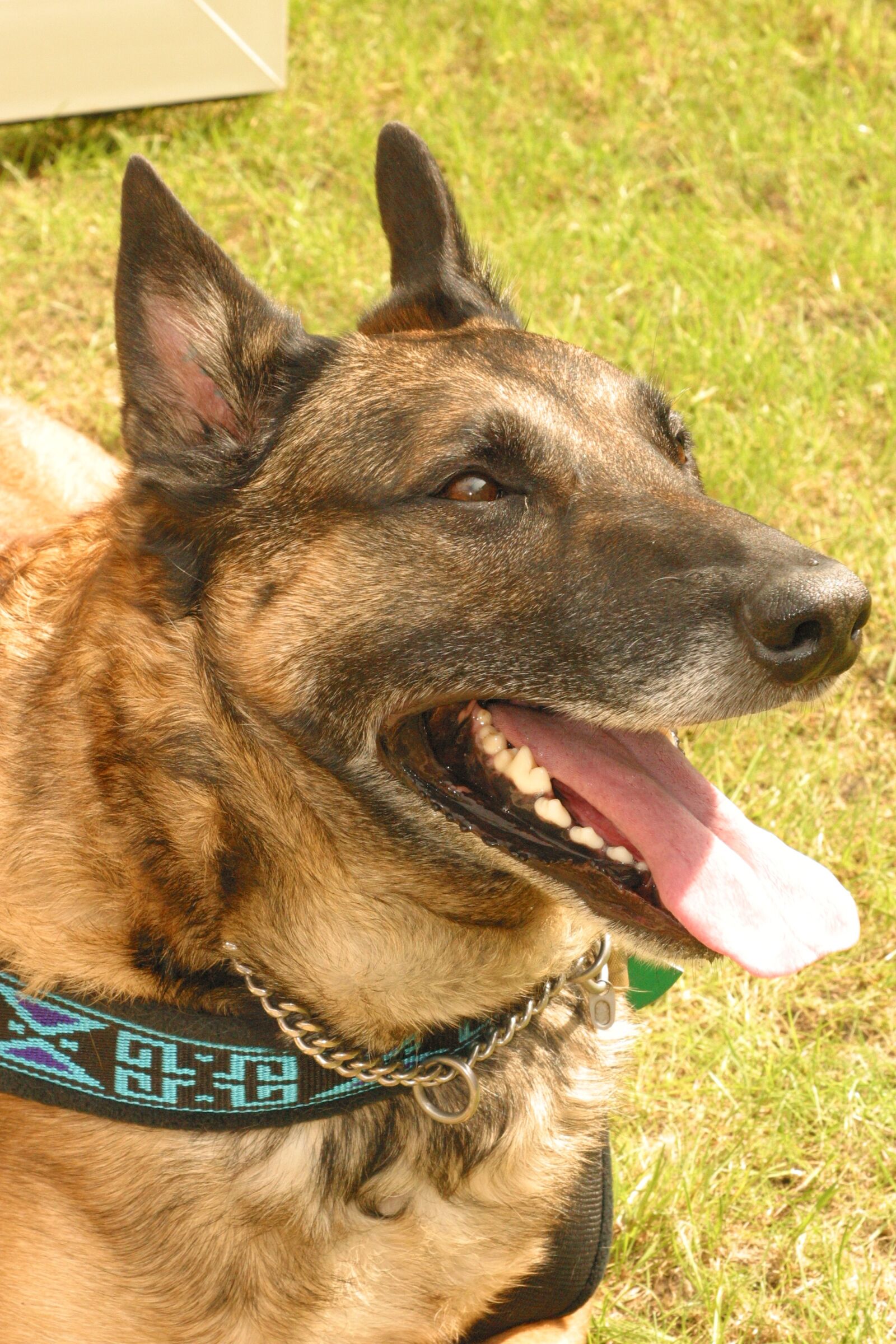 Canon EOS D60 sample photo. Dog, guard dog, shepherd photography