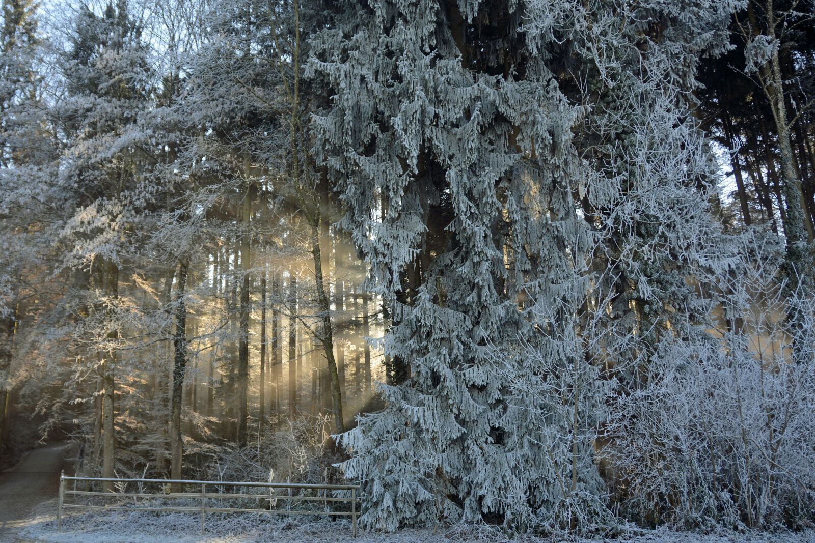 Nikon D7100 sample photo. Forest, trees, nature photography
