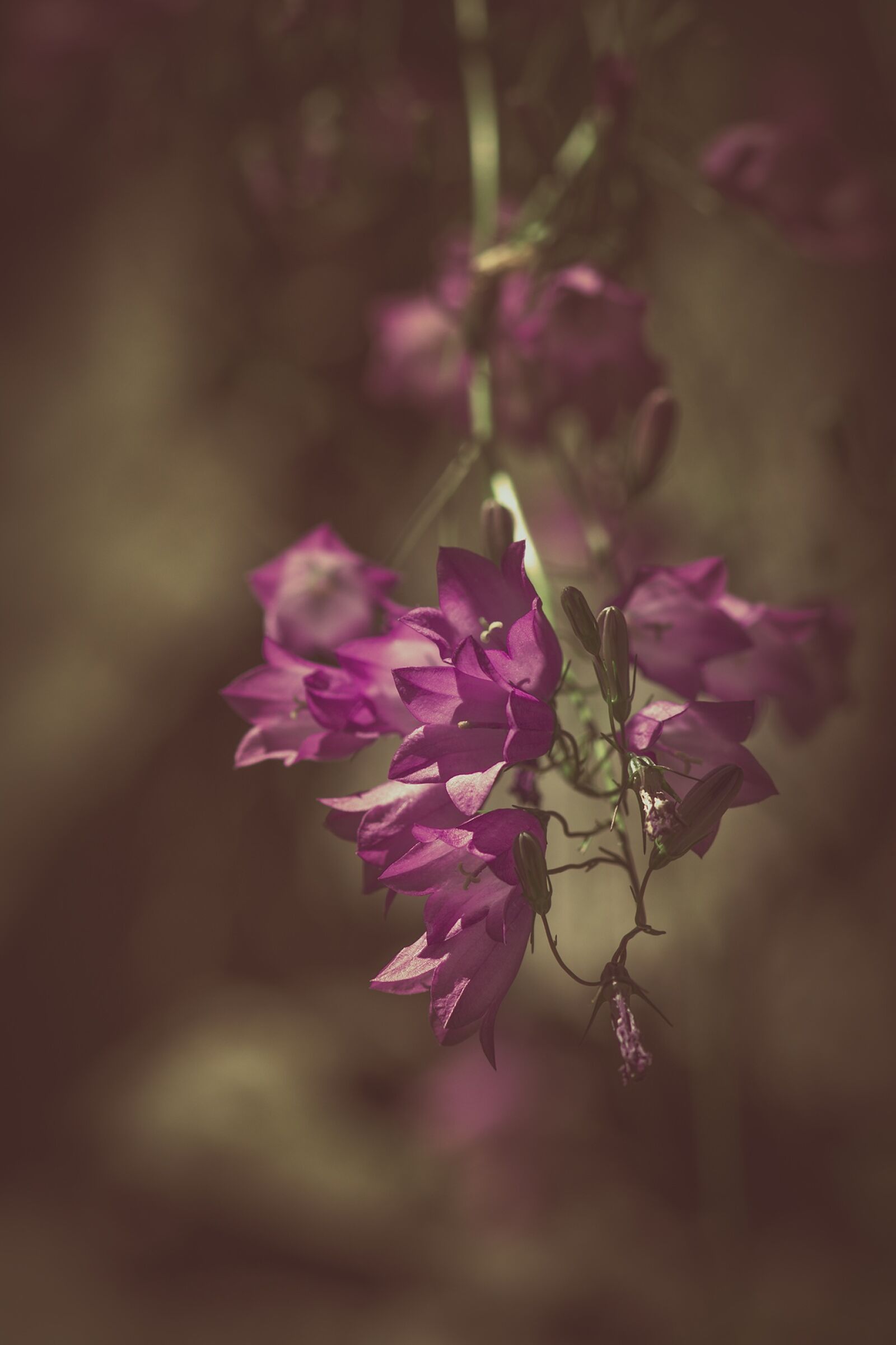 Nikon D7100 sample photo. Bellflower, purple, purple bellflower photography