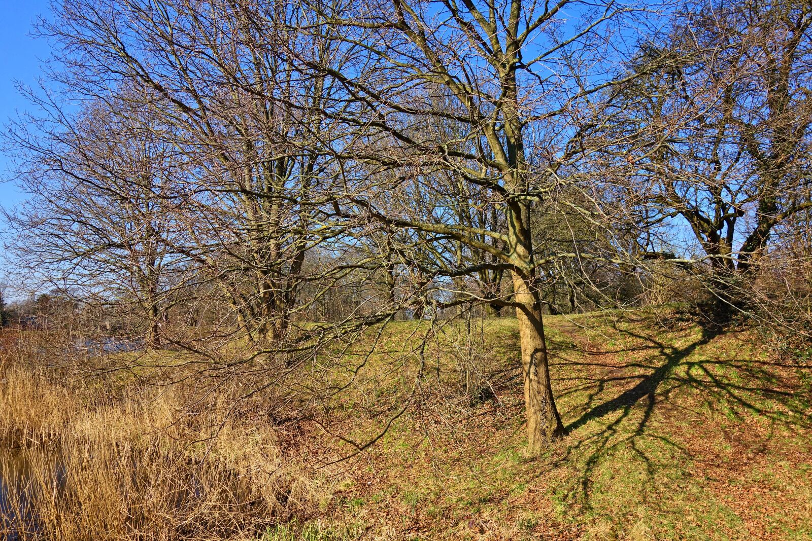 Sony Cyber-shot DSC-RX100 sample photo. Tree, bare tree, winter photography