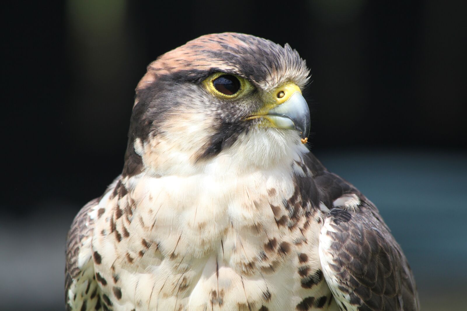 Canon EOS 550D (EOS Rebel T2i / EOS Kiss X4) sample photo. Falcon, bird, prey photography