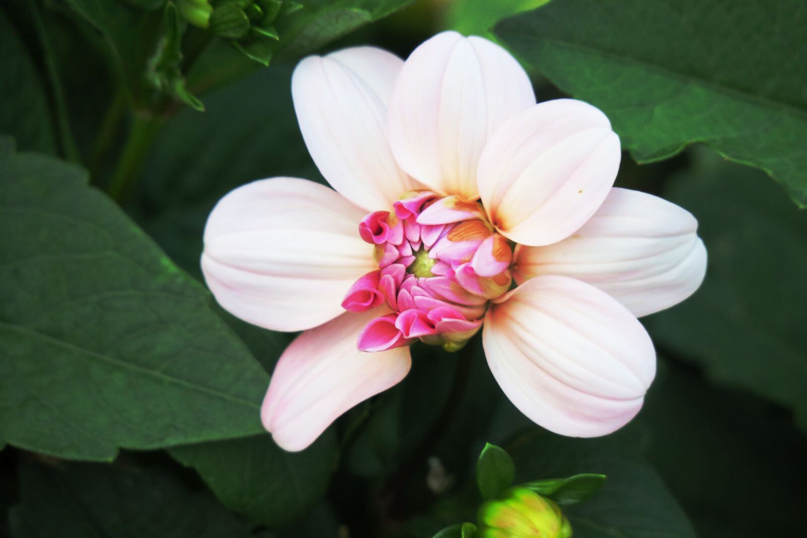 Canon PowerShot G3 X sample photo. Flower, plant, nature photography