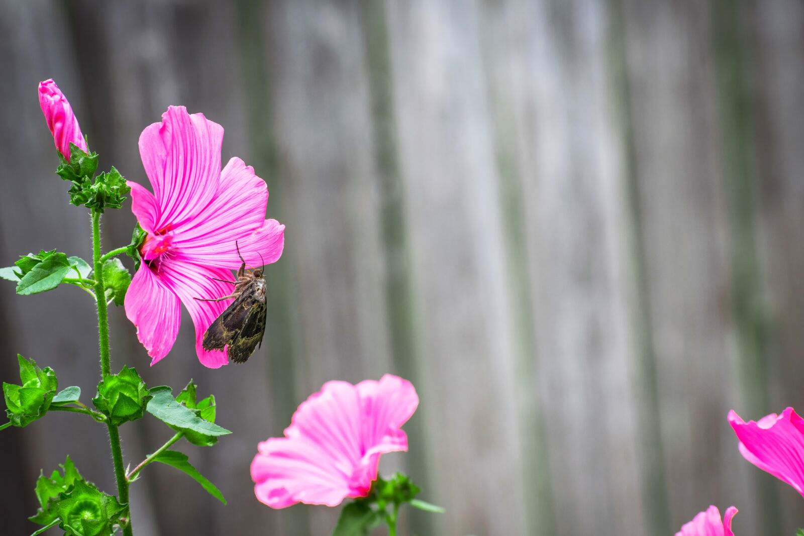 Nikon D3300 sample photo. Animal, background, beautiful photography
