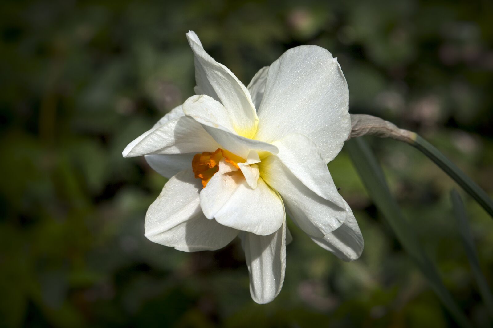 Canon EOS 6D sample photo. Flower, petals, nature photography