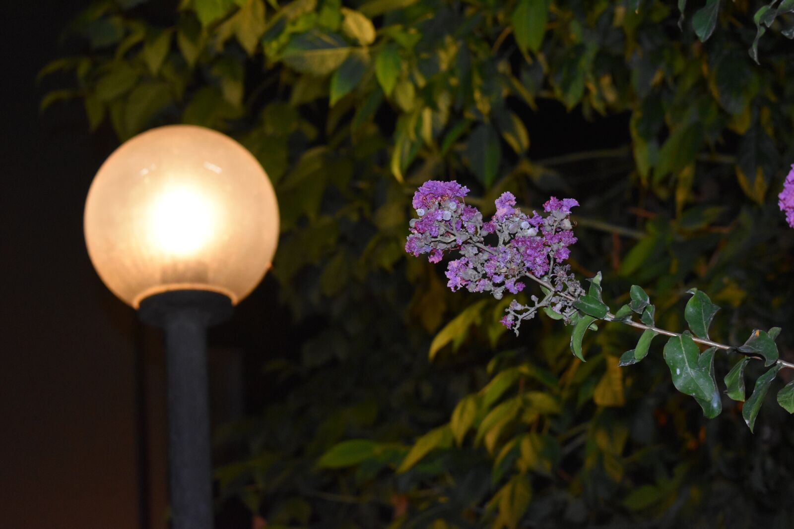 Nikon D5600 sample photo. Light, lamppost, night photography