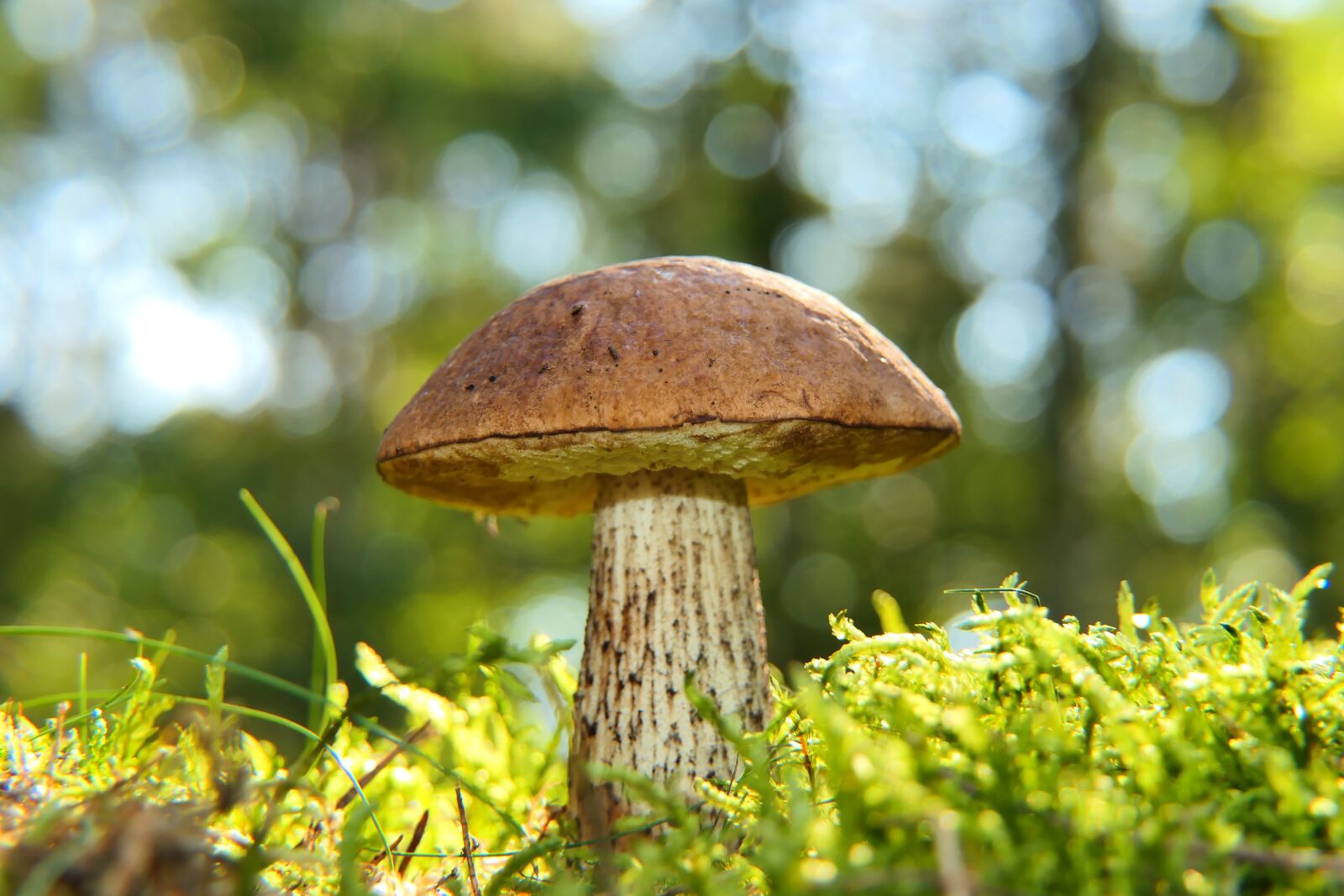 Panasonic Lumix DMC-FZ2500 (Lumix DMC-FZ2000) sample photo. Leccinum scabrum, mushroom, edible photography