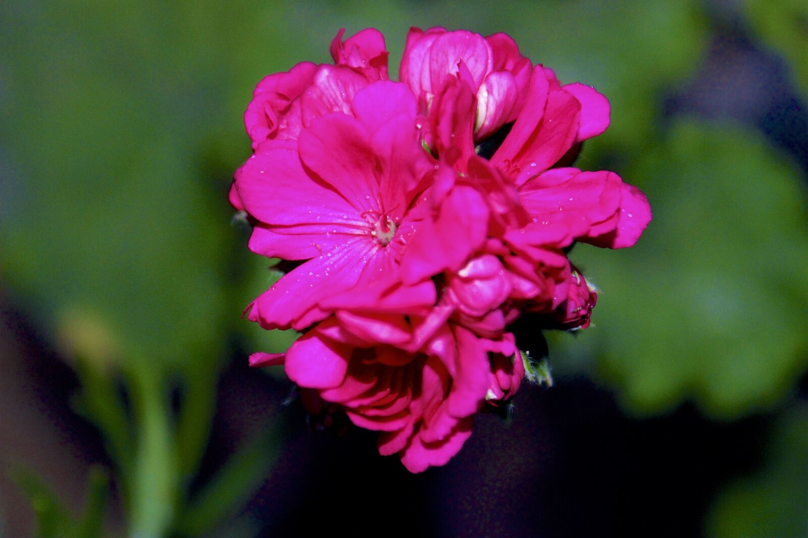 Canon EOS 600D (Rebel EOS T3i / EOS Kiss X5) sample photo. Flower, fleur, maroc photography