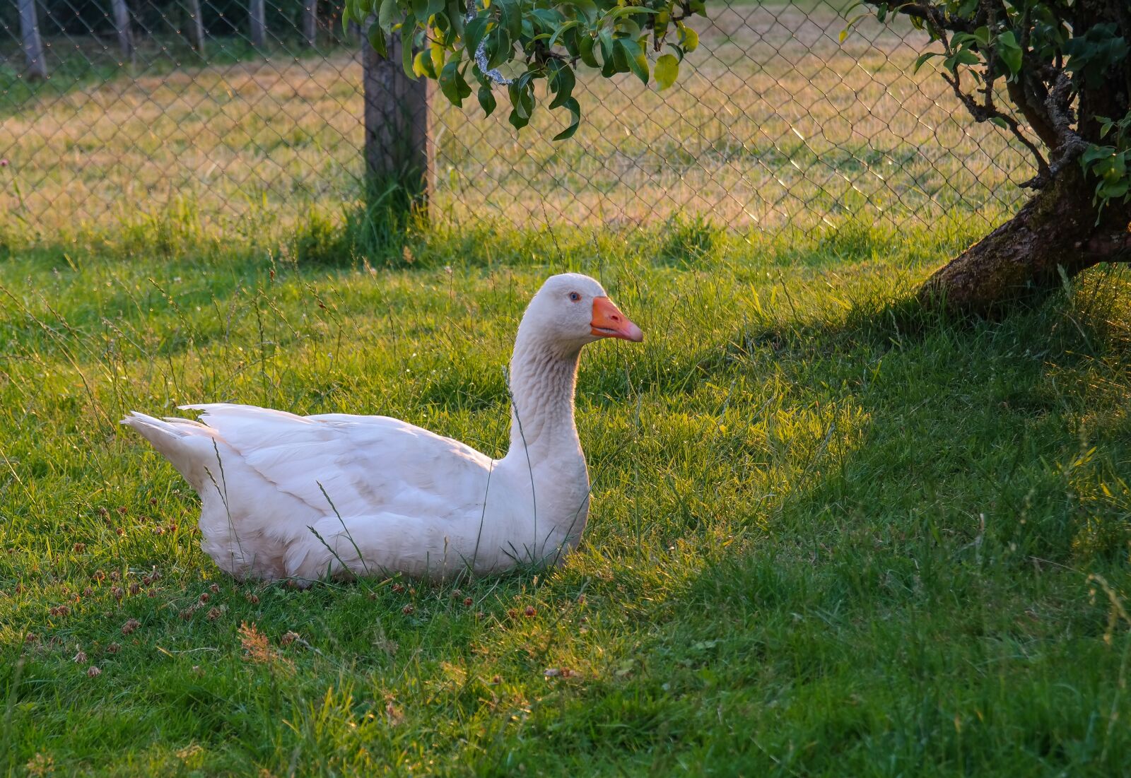 Samsung NX300 sample photo. Goose, bird, poultry photography