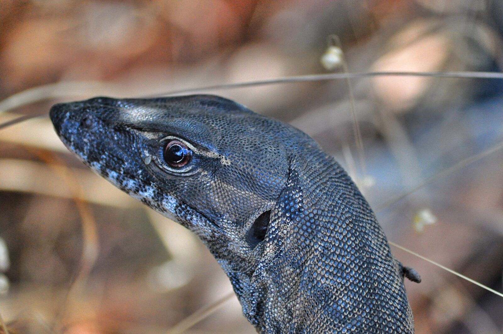 Nikon D90 sample photo. Monitor, goanna, reptile photography
