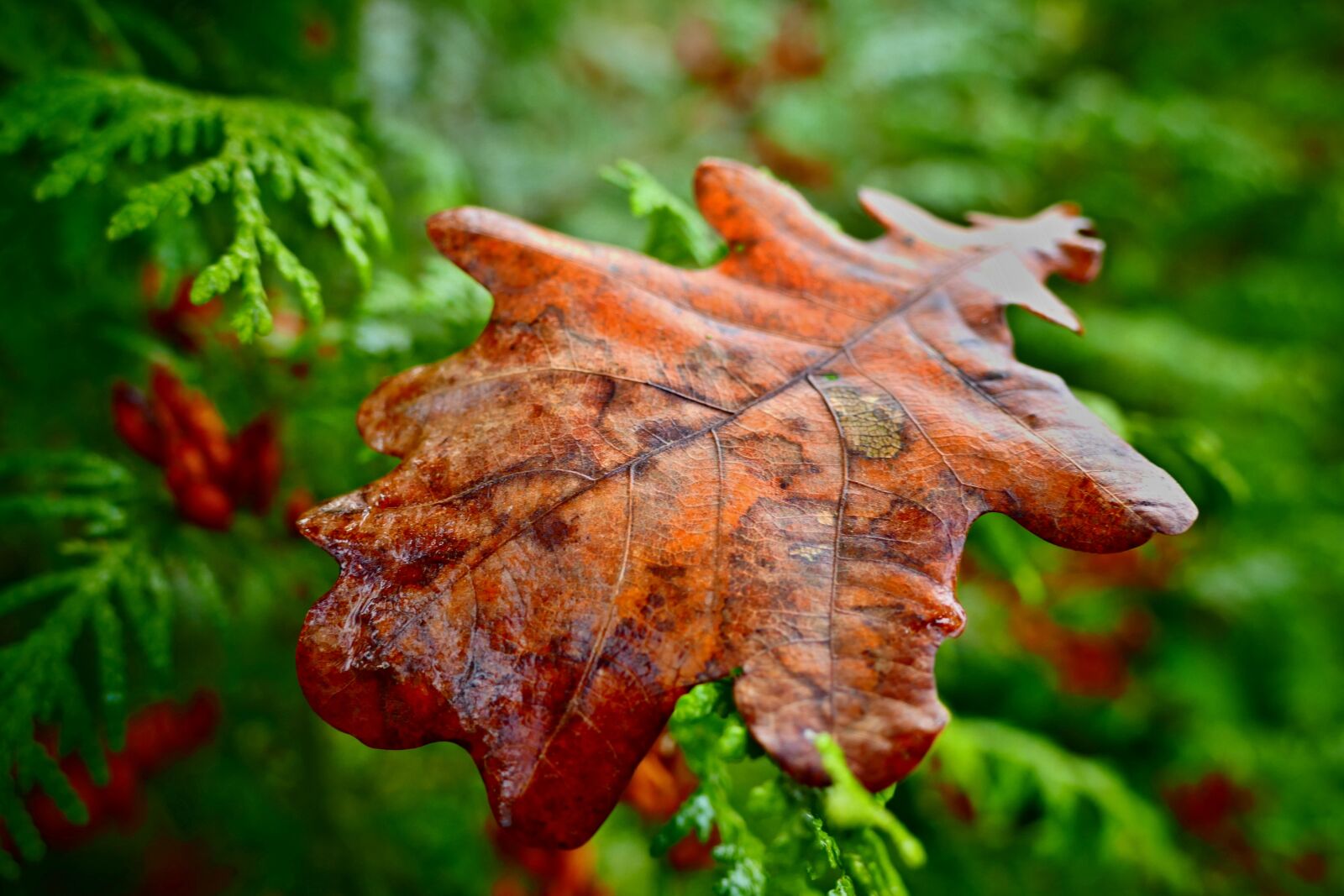 Panasonic Lumix DMC-FZ1000 sample photo. Oak, letter, autumn photography