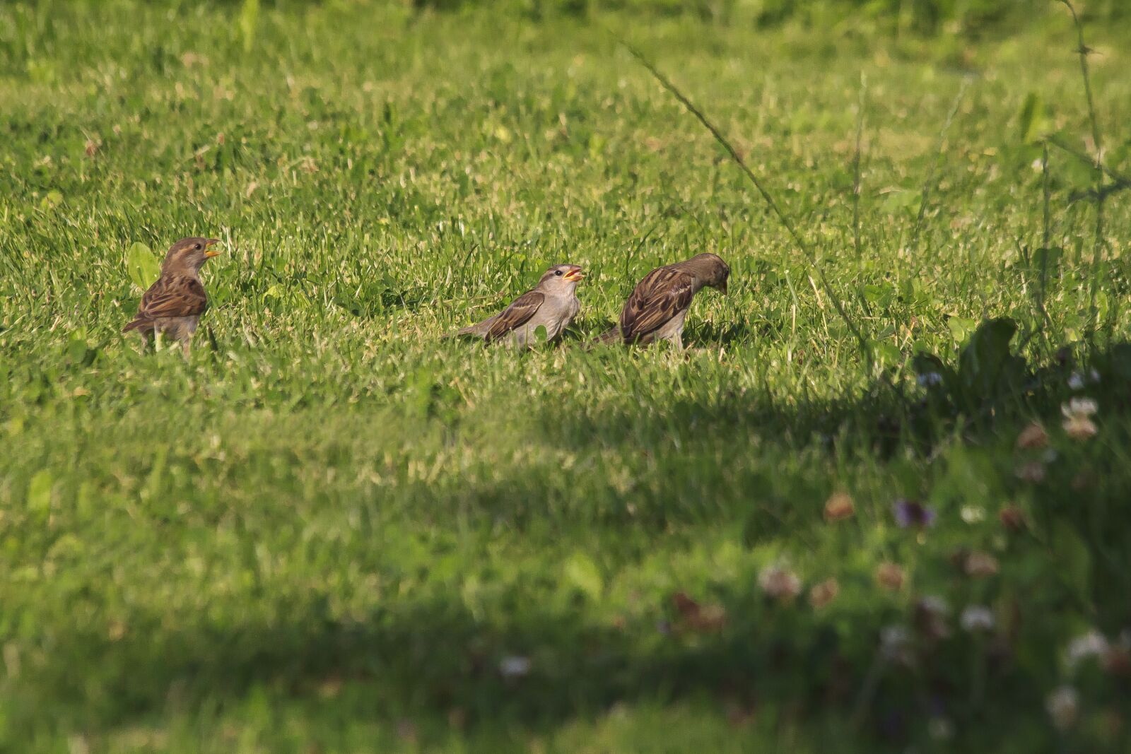 Canon EOS 50D sample photo. Sparrow, bird, nature photography