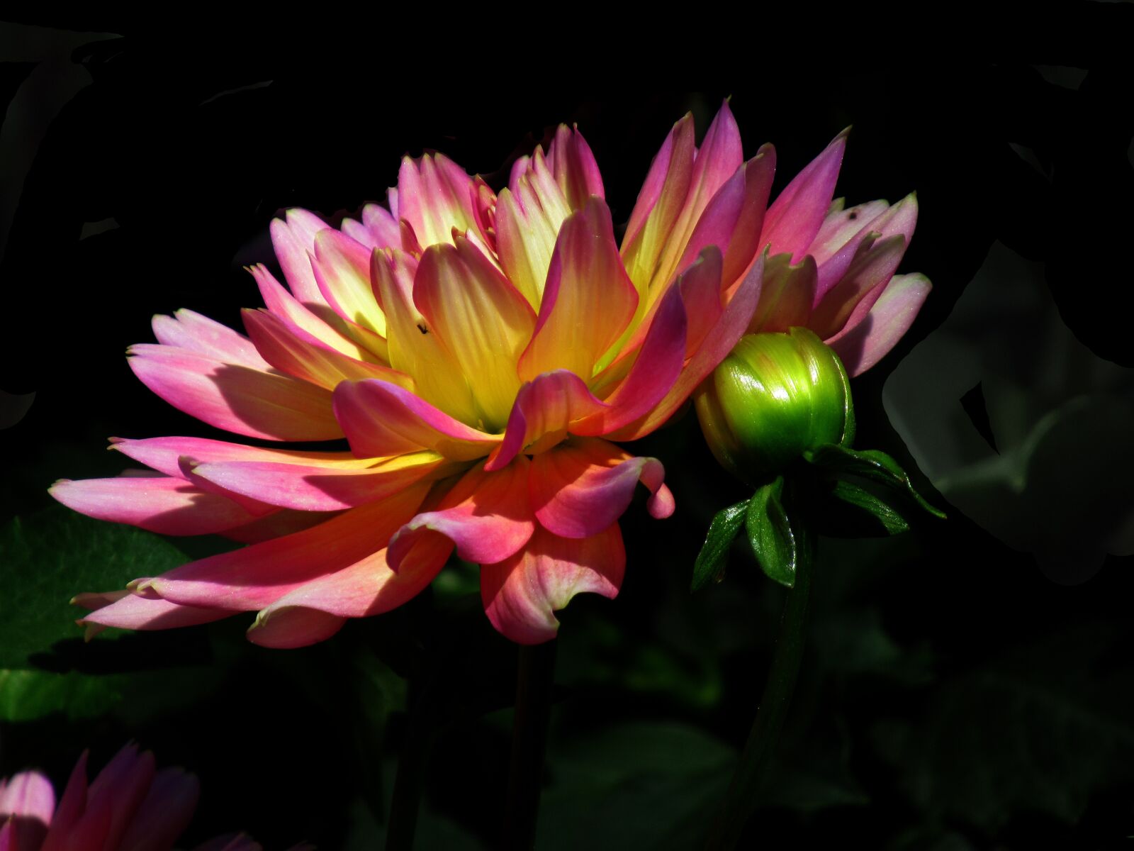 Canon PowerShot SX620 HS sample photo. Garden, flower, nature photography