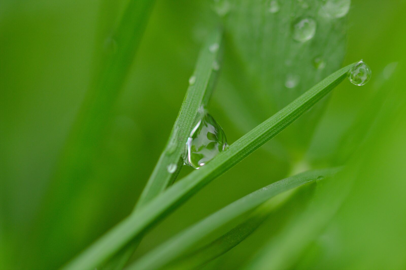 Canon EOS 600D (Rebel EOS T3i / EOS Kiss X5) sample photo. Green, dew, water photography