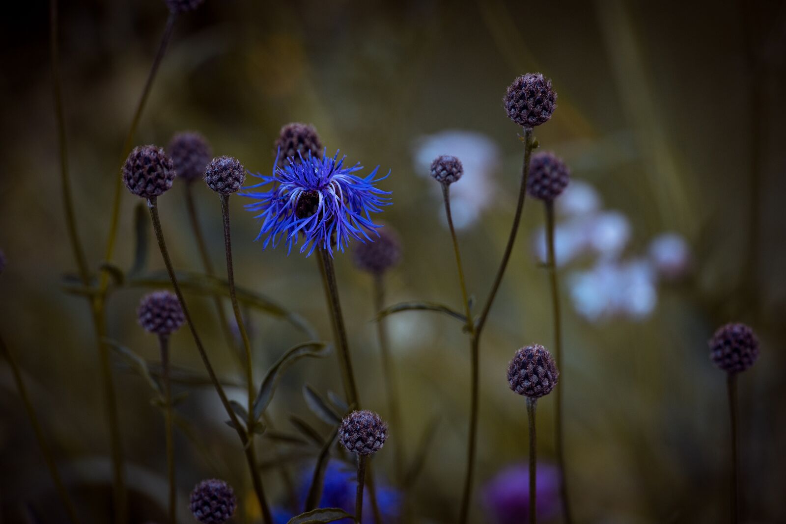 Nikon D750 sample photo. Bluets, wigs malvaceae, plant photography