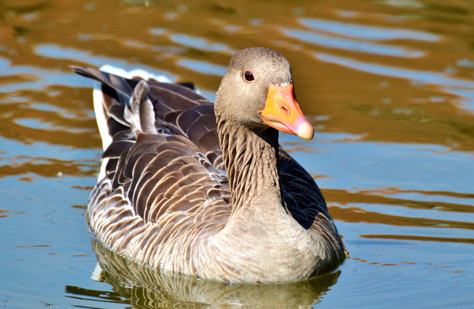 Nikon D3200 sample photo. Wild goose, goose, bird photography