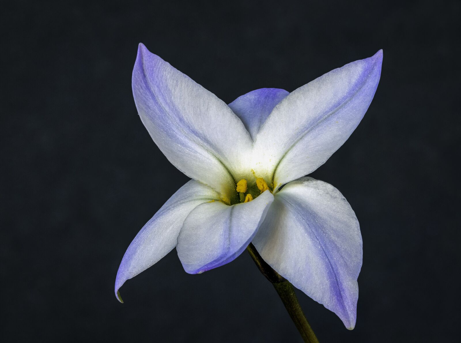 Canon EOS 800D (EOS Rebel T7i / EOS Kiss X9i) sample photo. Spring-squill, wildflower, purple photography