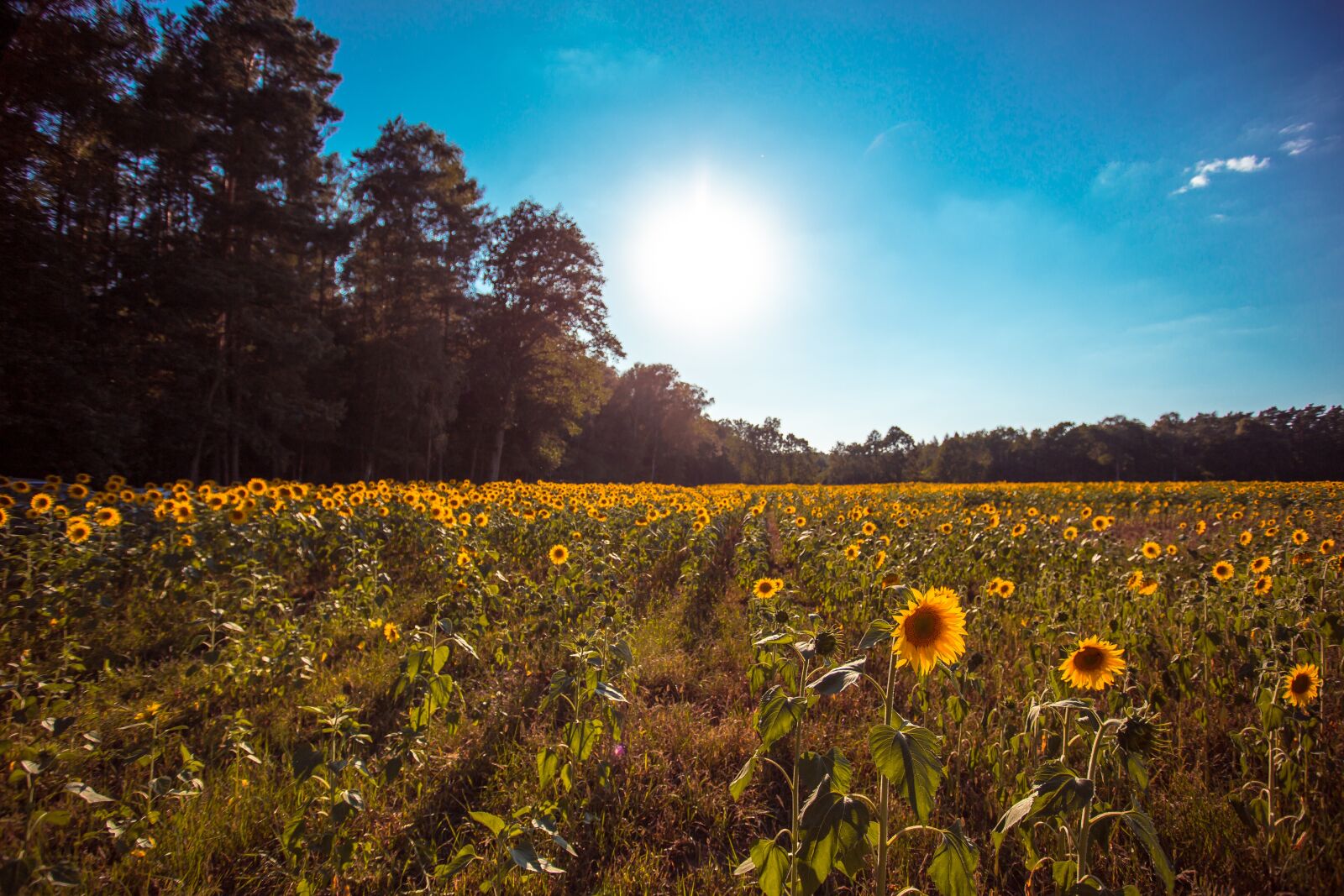 Canon EF 17-40mm F4L USM sample photo. Field of sunflowers, the photography