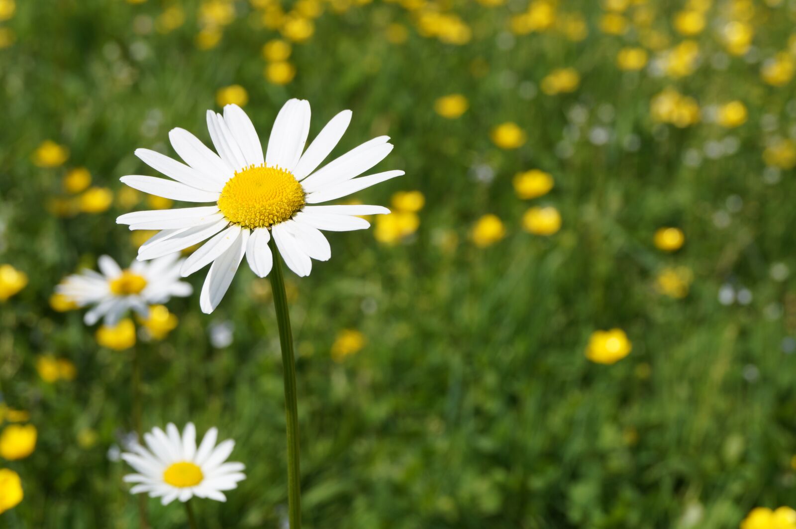 Sony SLT-A37 sample photo. Daisy, geese flower, meadow photography