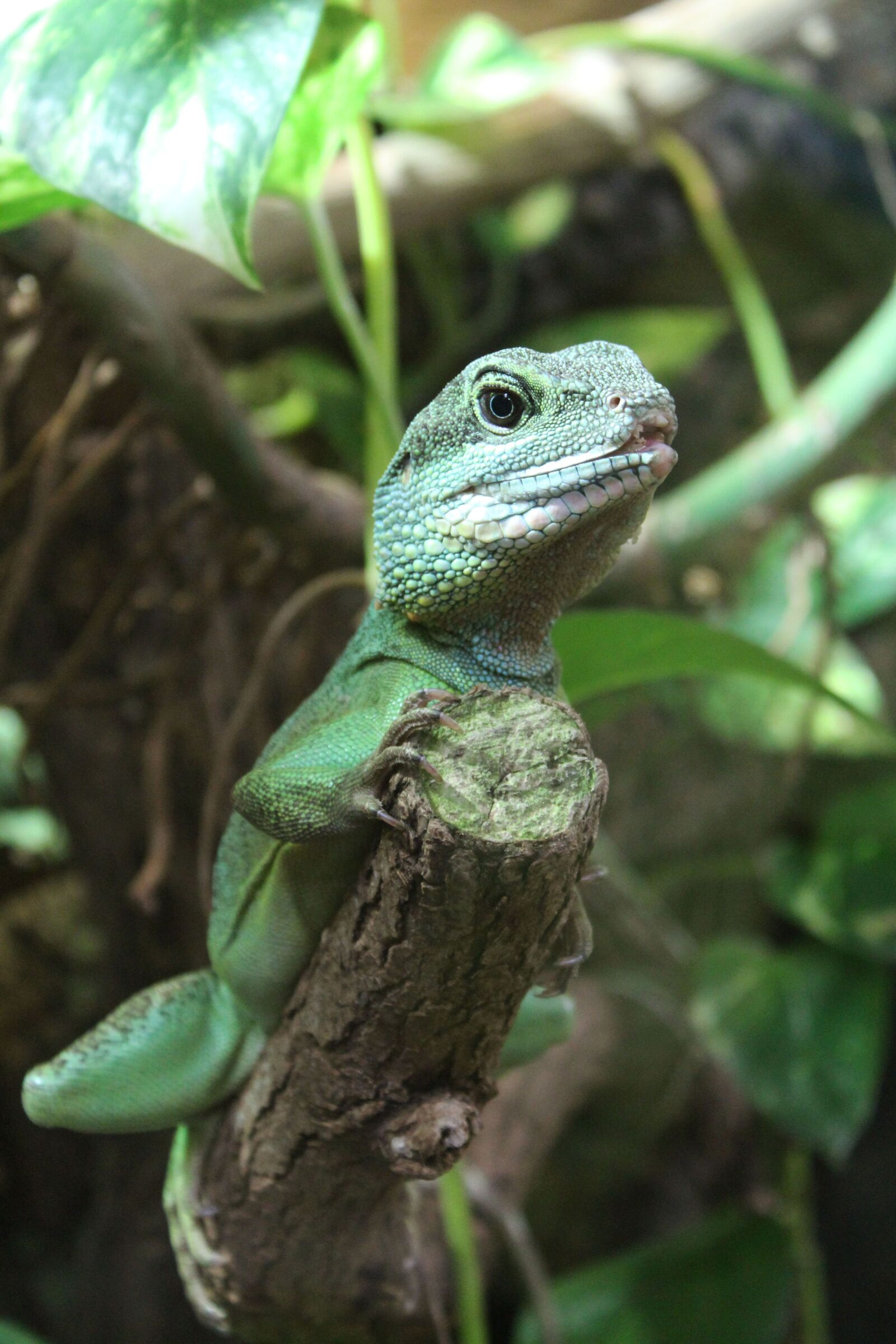 Canon EOS 1300D (EOS Rebel T6 / EOS Kiss X80) sample photo. Lizard, gecko, reptile photography