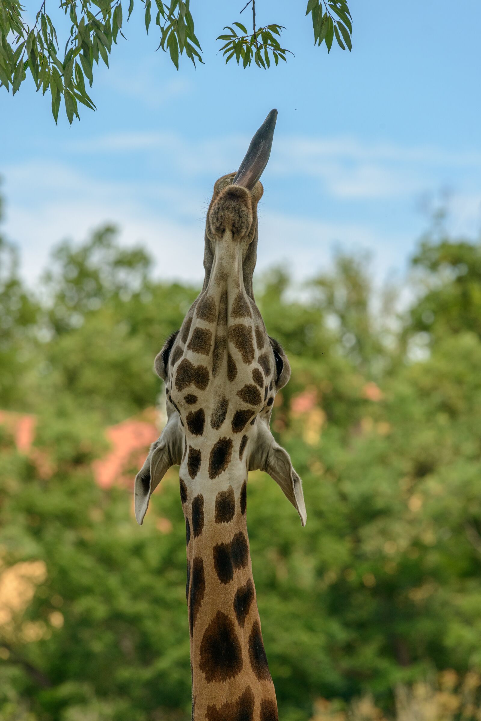 Nikon D800E sample photo. Giraffe, the language of photography