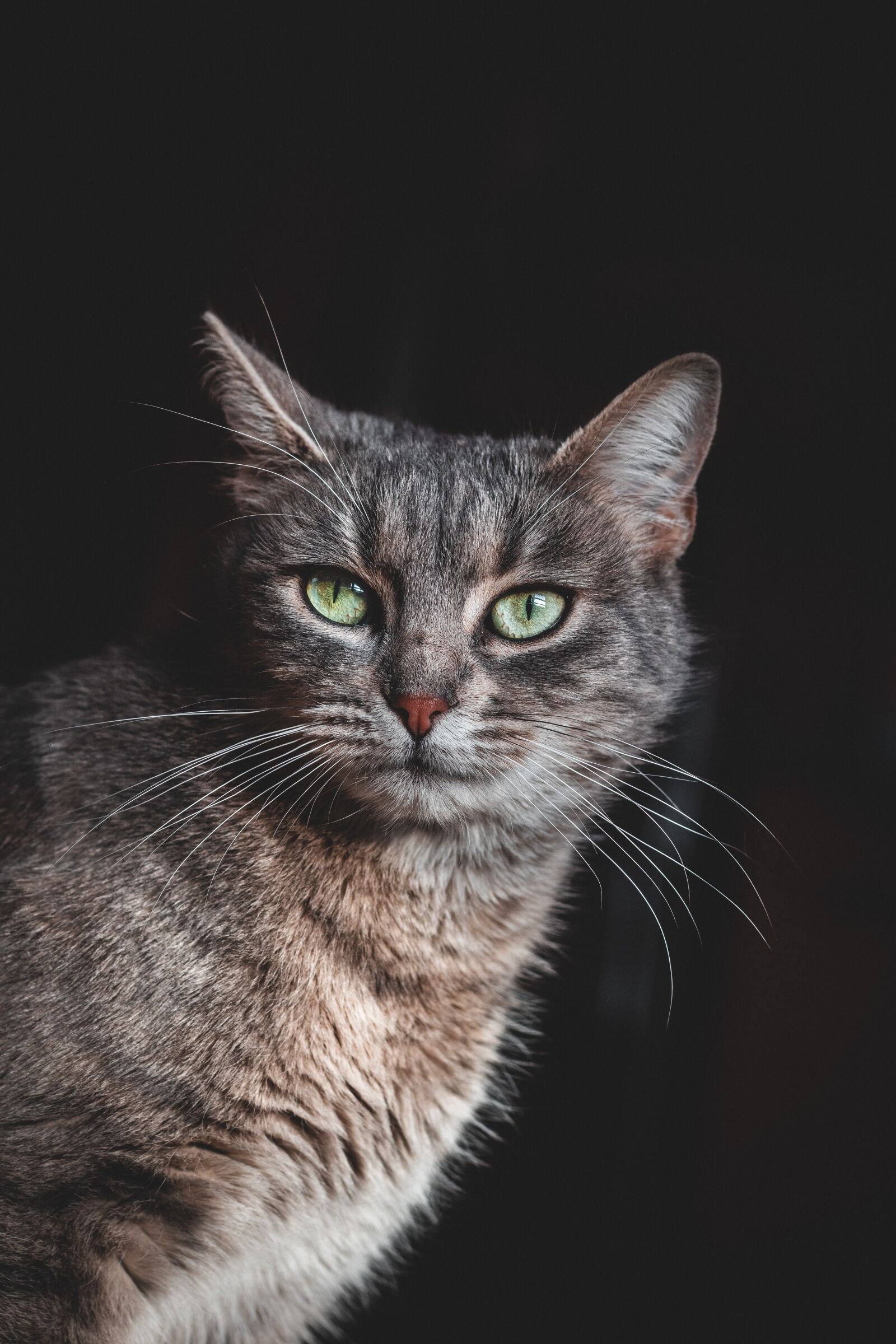 Canon EOS 200D (EOS Rebel SL2 / EOS Kiss X9) sample photo. Cat, green eyes, pet photography