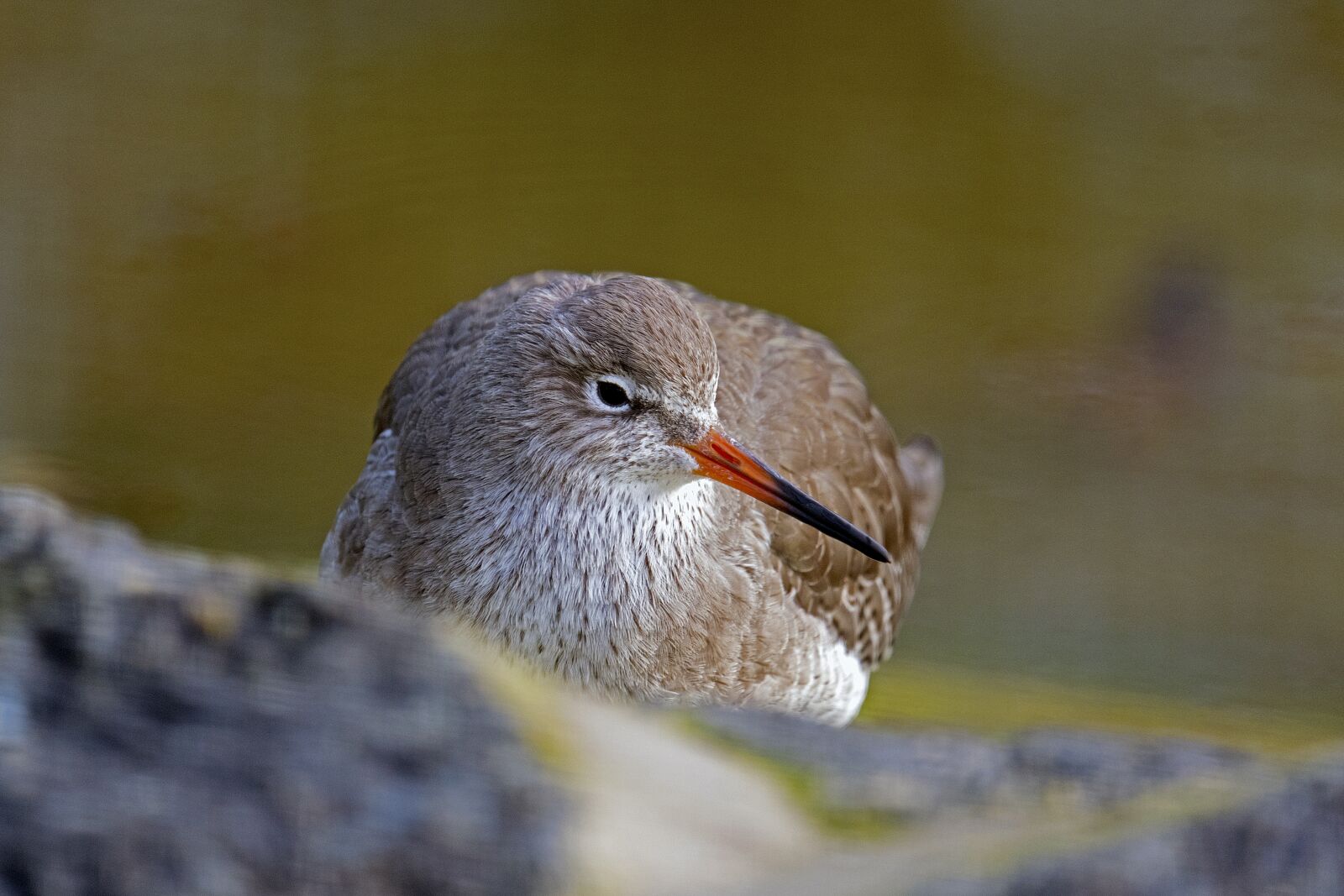 Nikon D500 sample photo. Redshank, vis a vis photography