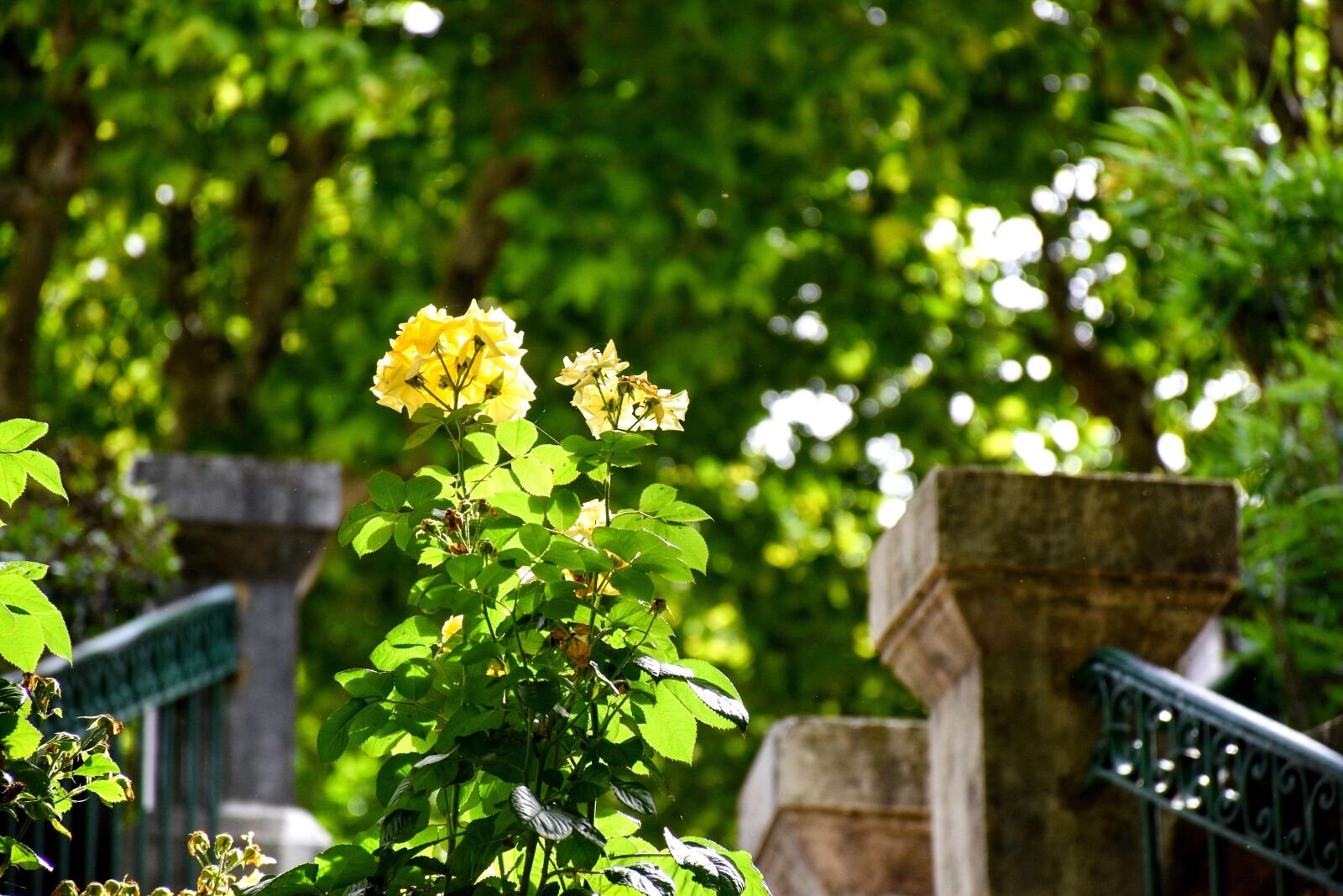 Nikon D5600 sample photo. Yellow, flowers, spring photography