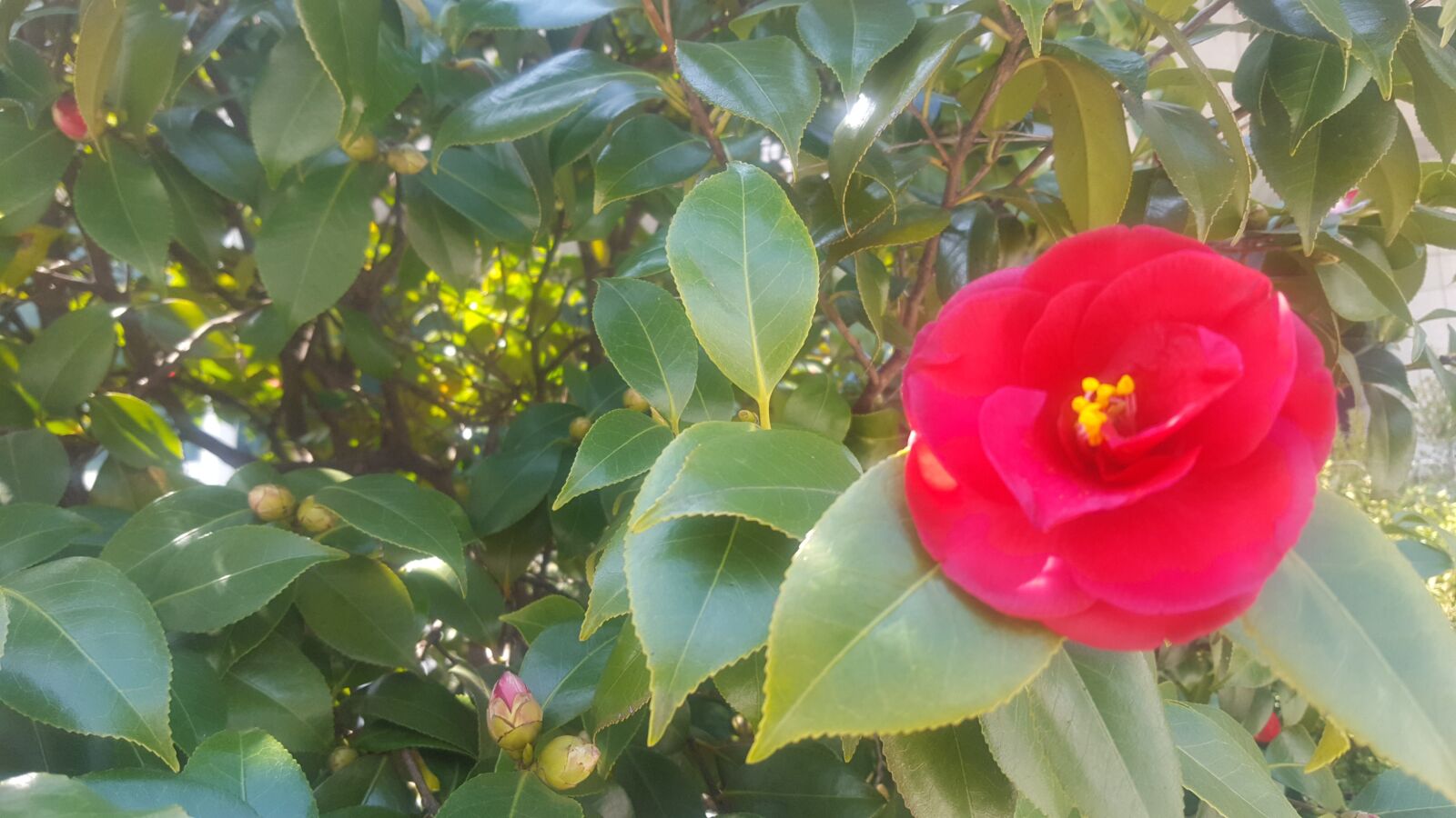 Samsung GALAXY S6 edge sample photo. Town, camellia flower, march photography