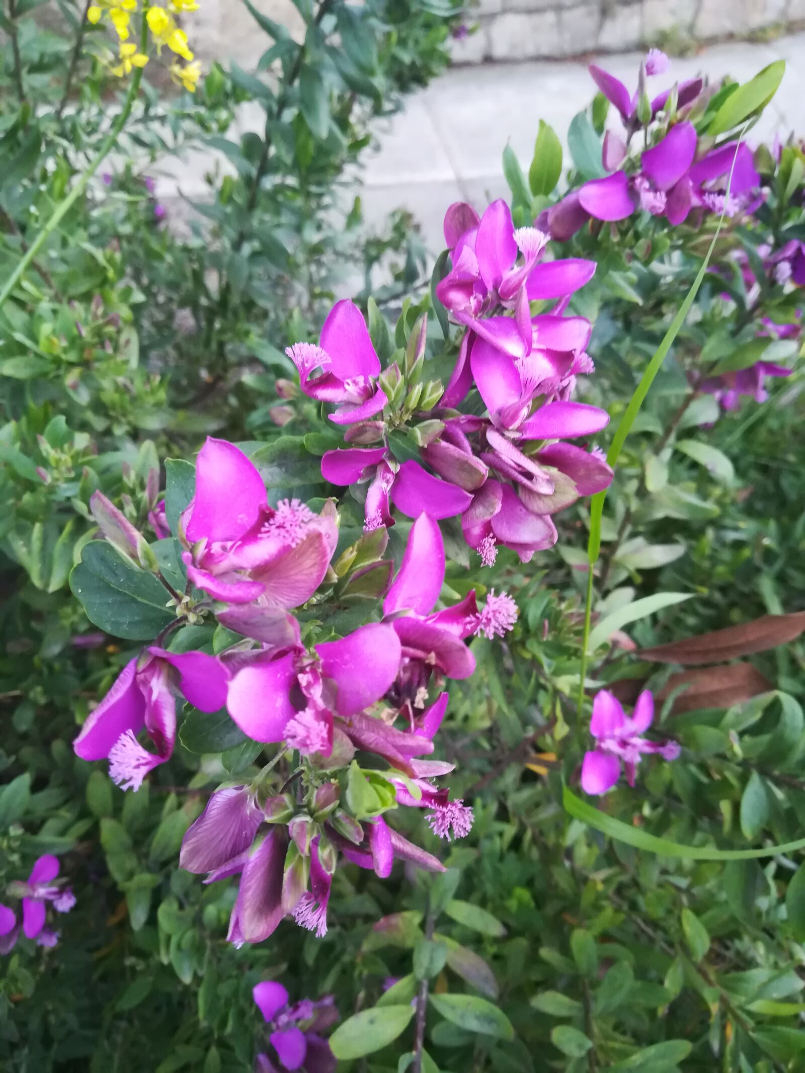 HUAWEI P10 lite sample photo. Spring, life, bloom photography