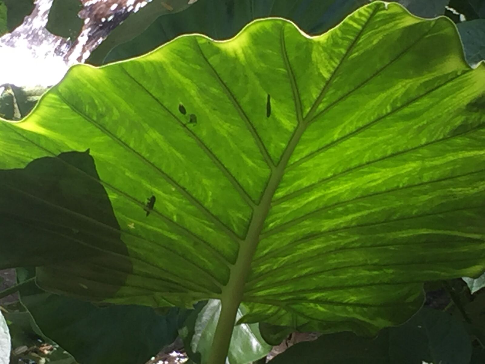Apple iPhone 6 sample photo. Giant, leaf, tropical photography