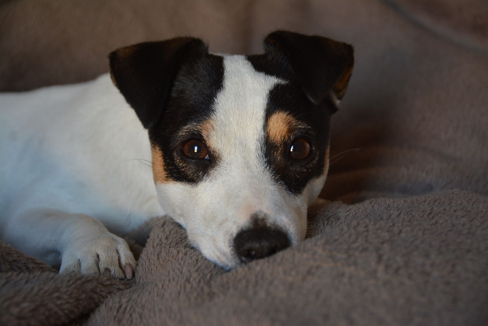 Nikon D7100 sample photo. Jack russel, look, dog photography