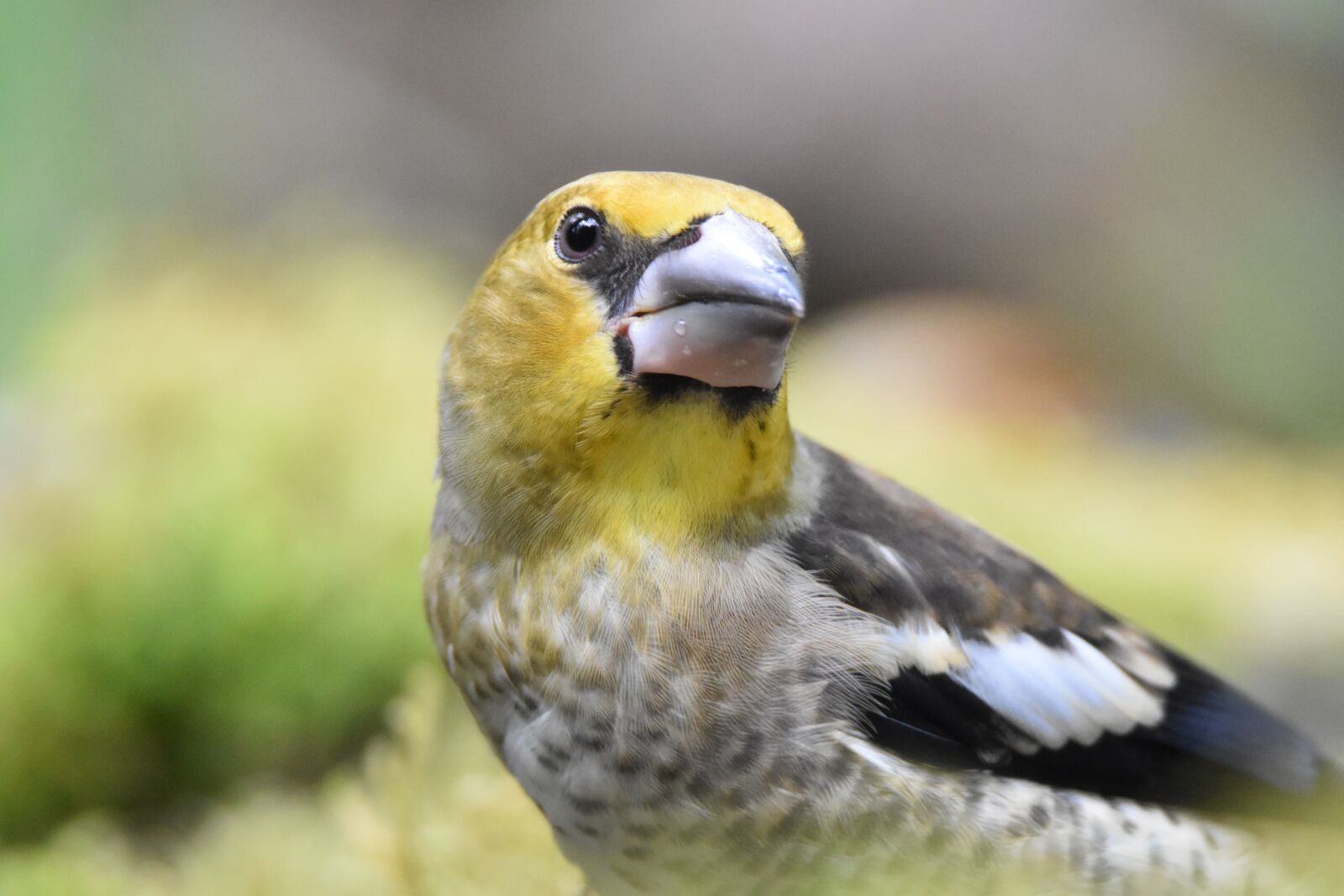 Nikon D5600 sample photo. Juvenile hawfinch, bird, animal photography