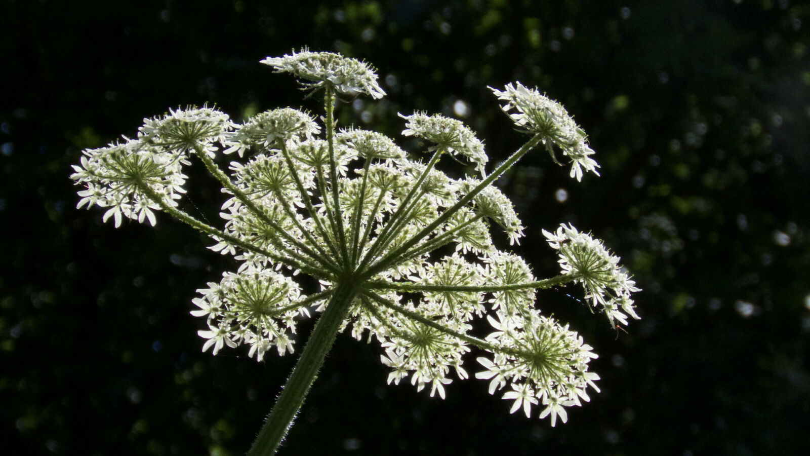Canon PowerShot SX60 HS sample photo. White, wildflower photography